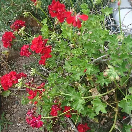 Les De Lozari Semesterbostad